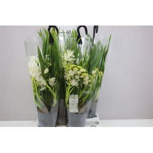 Cymb Ice Cascade 5+ Tak