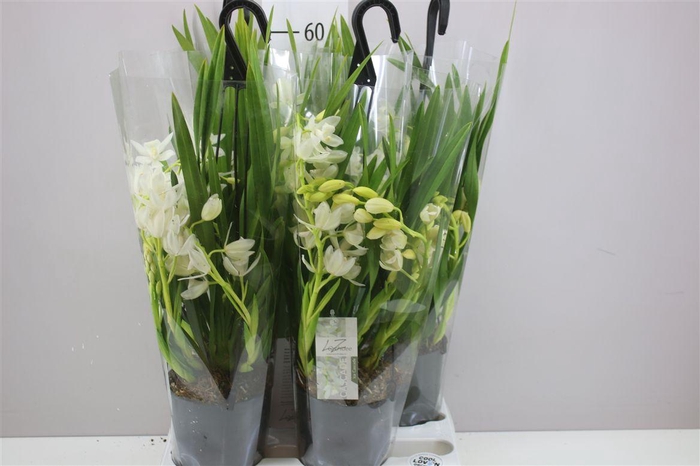 <h4>Cymb Ice Cascade 5+ Tak</h4>