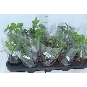ERVAS AROMATICAS P11