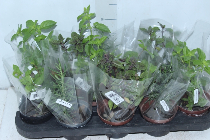 <h4>ERVAS AROMATICAS P11</h4>