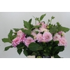 Dahlia Pink Delight