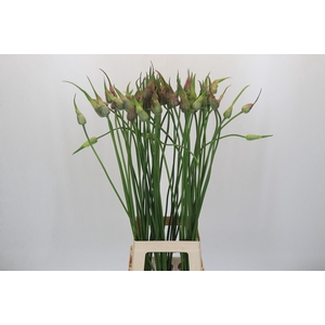 Allium sativum var. ophioscorodon