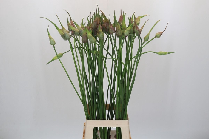 <h4>Allium sativum var. ophioscorodon</h4>