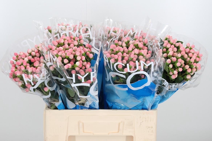 <h4>Hyp Coco Casino</h4>