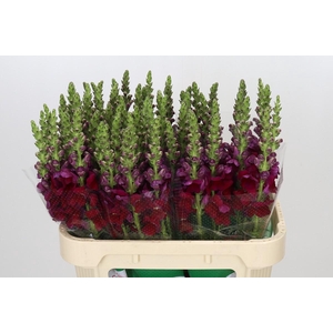 Antirrhinum Opus Red