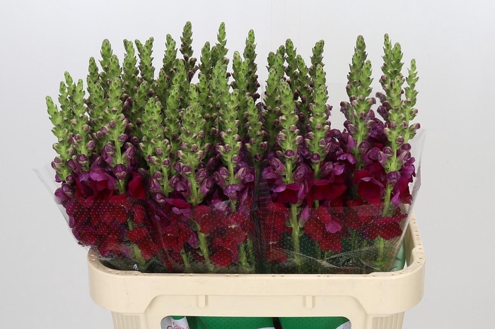 <h4>Antirrhinum Opus Red</h4>