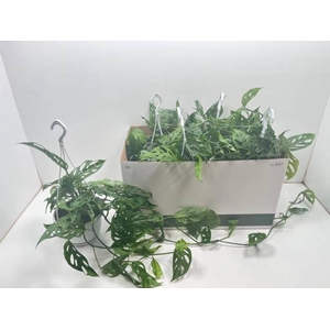 MONSTERA ADANSONII