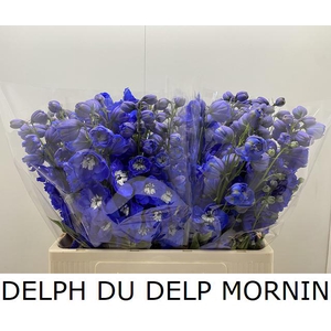 DELPH DU DELP MORNIN