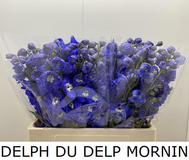 DELPH DU DELP MORNIN