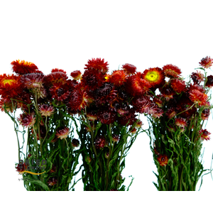 Dried Helichrysum Red