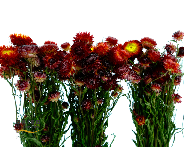 <h4>Dried Helichrysum Red</h4>