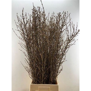 Forsythia P Tak