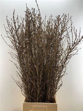 <h4>Forsythia P Tak</h4>