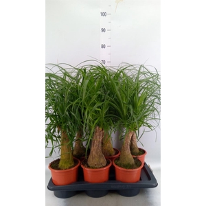 Beaucarnea recurvata