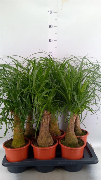 <h4>Beaucarnea recurvata</h4>