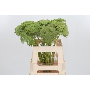 Ammi Majus Visnaga Zaad
