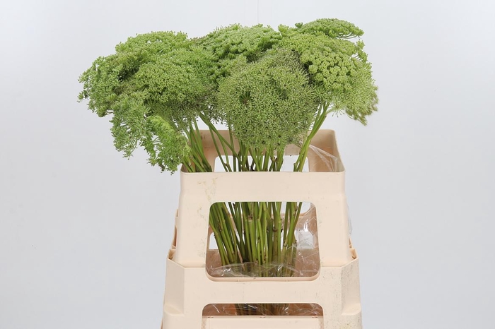 <h4>Ammi Majus Visnaga Zaad</h4>