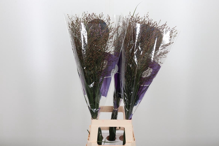 <h4>Panicum Warrior</h4>