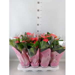 Anthurium andr. 'Sweet Dream'