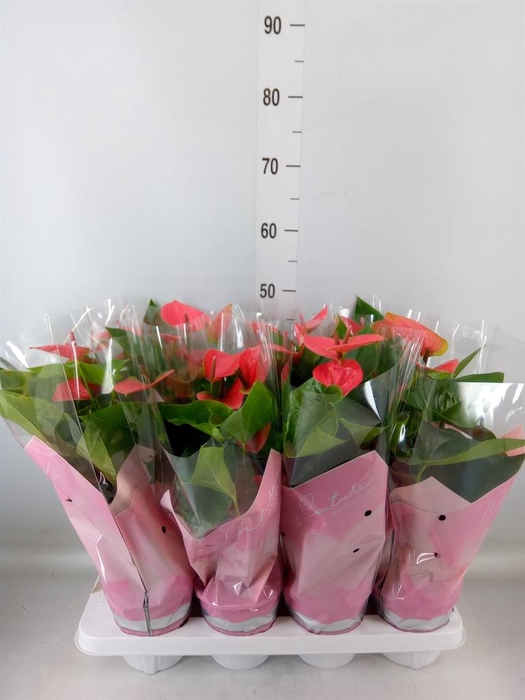 <h4>Anthurium andr. 'Sweet Dream'</h4>