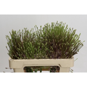 Allium Schubertii