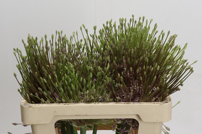 <h4>Allium Schubertii</h4>