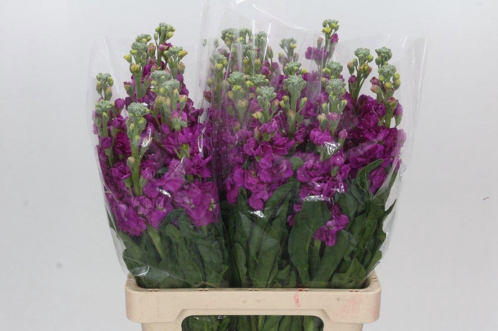 <h4>MATTH IRON ROSE</h4>