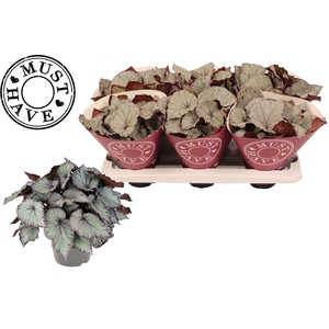 Bladbegonia Rex Hawaiian Silver MUST HAVE