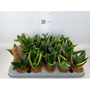 Sansevieria trifa. 'Golden Hahnii'
