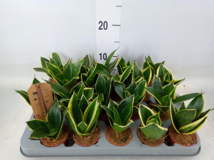 <h4>Sansevieria trifa. 'Golden Hahnii'</h4>