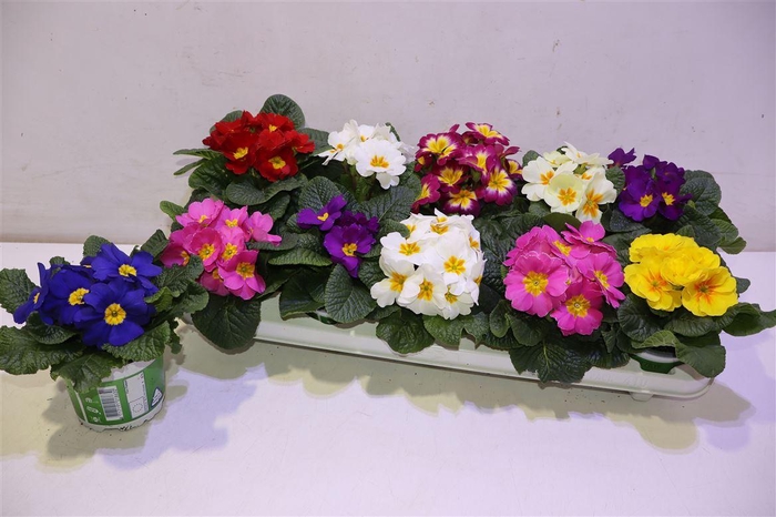 <h4>arr8 Prim Ac Gem</h4>