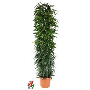 Ficus Alii