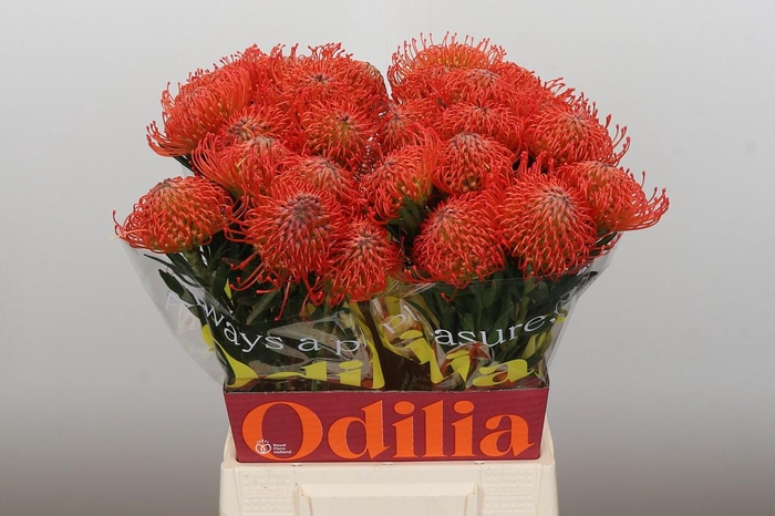 <h4>Nutans Succession</h4>