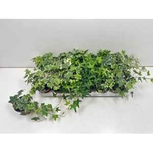 .Hedera helix gemengd 3 soorten