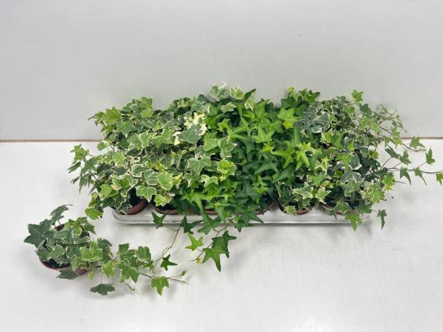 <h4>.Hedera helix gemengd 3 soorten</h4>