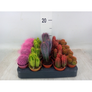 Cactus   ...