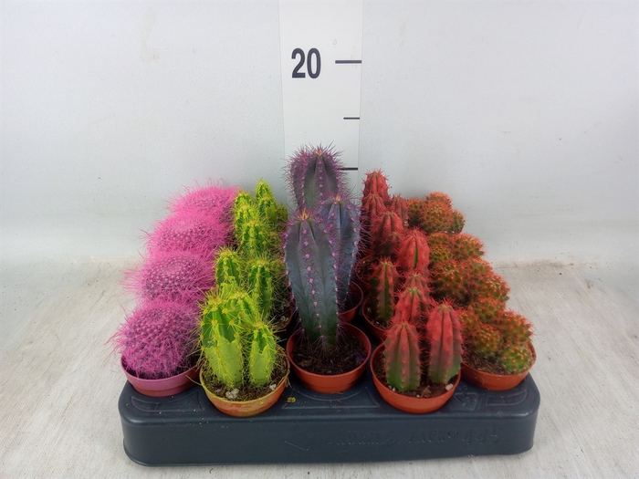 <h4>Cactus   ...</h4>