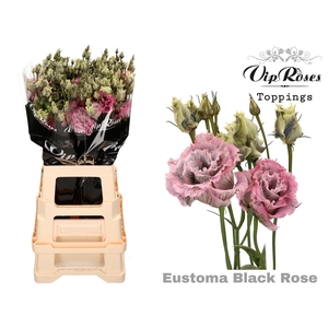 Eus G Alissa Paint Black Rose