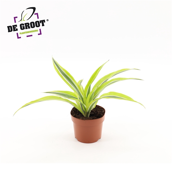 <h4>Dracaena Lemon kopstek</h4>