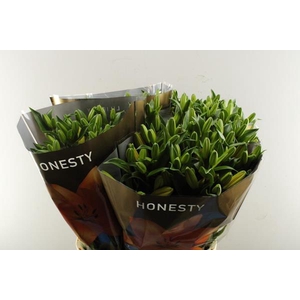 Li La Honesty