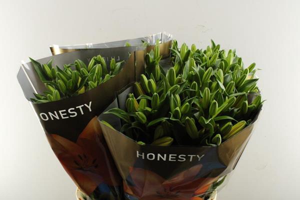 <h4>Li La Honesty</h4>