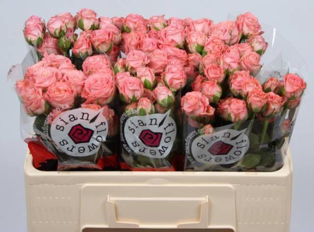 <h4>R TR AMAZING MAGIC</h4>