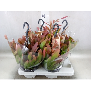 Rhipsalis   ...