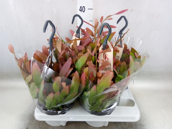 <h4>Rhipsalis   ...</h4>