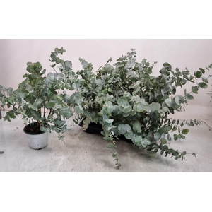 EUCAL GUNNII