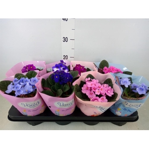 Saintpaulia   ...mix