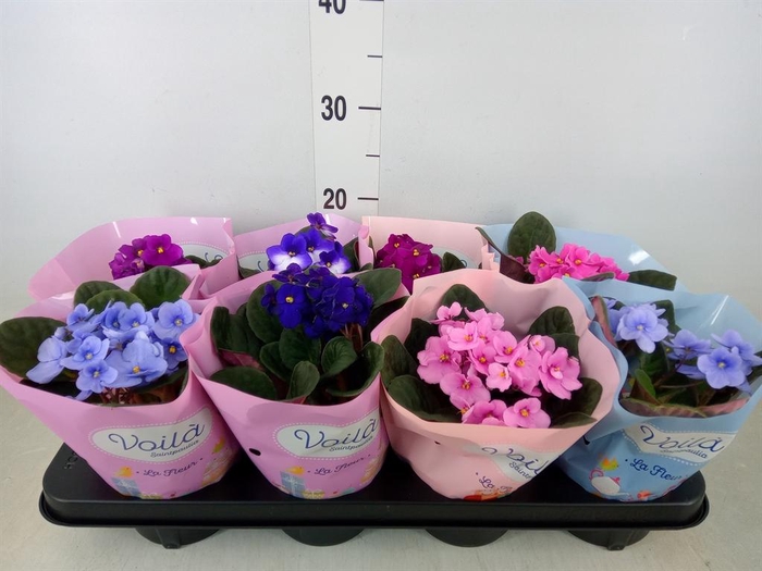 <h4>Saintpaulia   ...mix</h4>