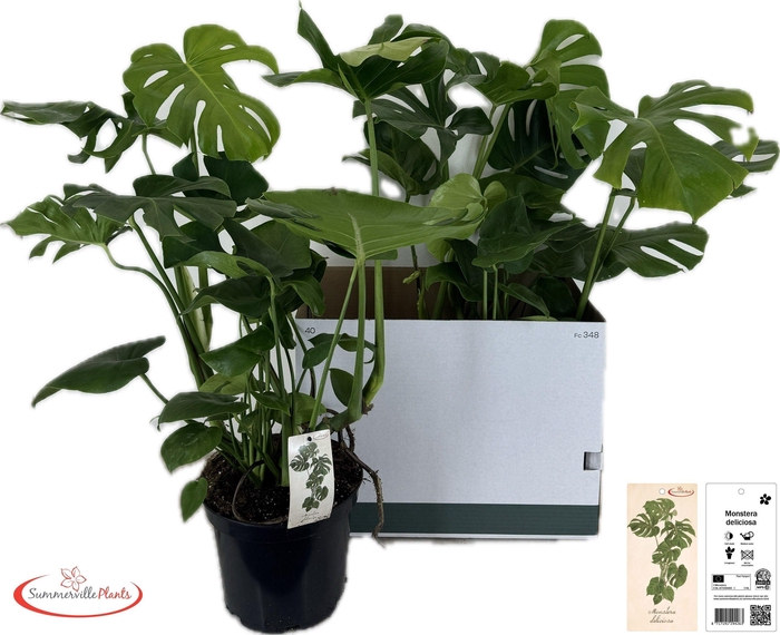 <h4>MONSTERA DELICIOSA</h4>