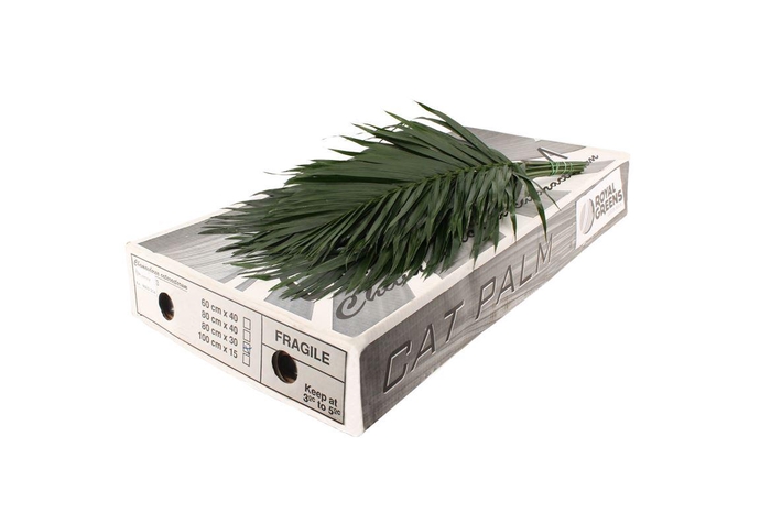 <h4>Cat Palm 70 V P</h4>