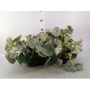 Begonia BD   ...